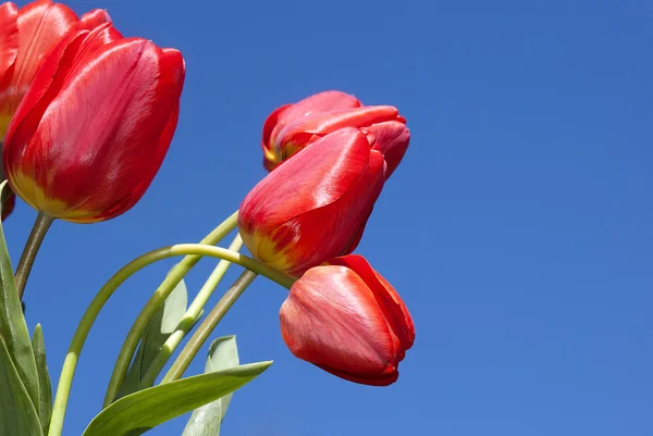 Tulipanes rojos primavera — Foto de Stock