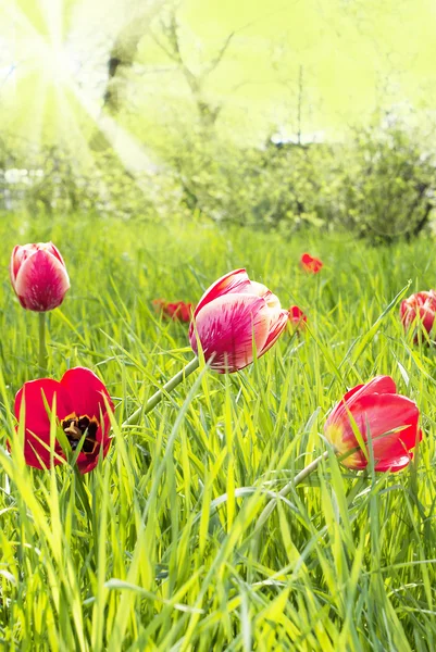 Jarní tulipány v zahradě — Stock fotografie