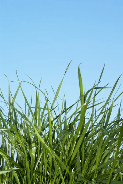 Lente jonge groen gras — Stockfoto