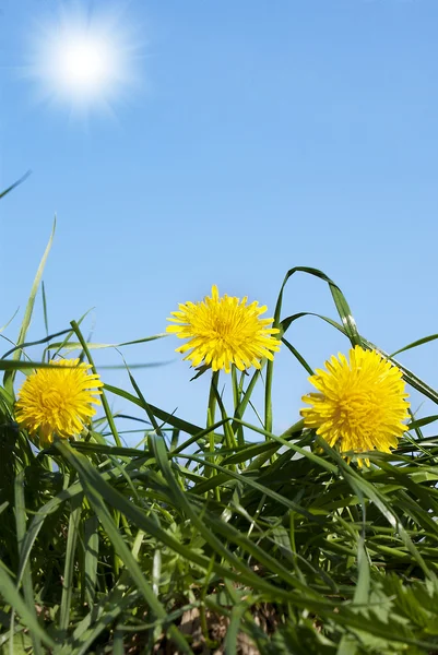 Spring yellow dandelions — Stock Photo, Image