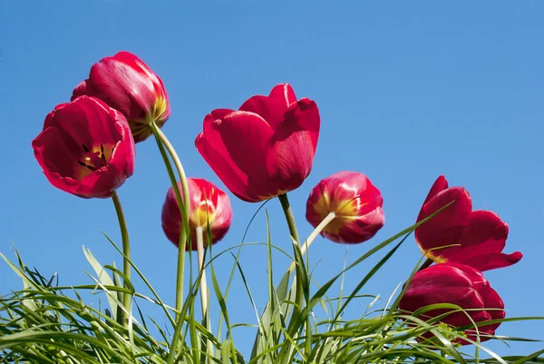Frühling rote Tulpen — Stockfoto