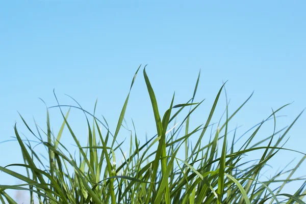 stock image Spring young green grass