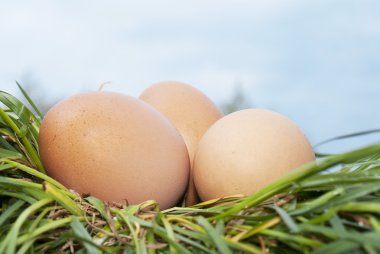 mavi gökyüzünün altında yeşil çim üzerinde yumurta