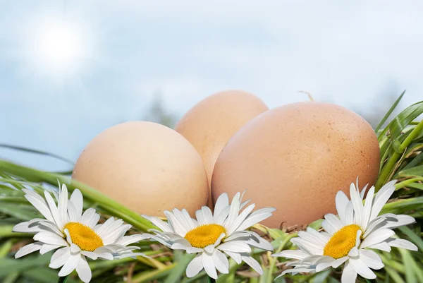 Huevo y manzanilla blanca —  Fotos de Stock