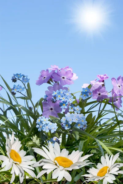 Flores de primavera sobre grama verde — Fotografia de Stock