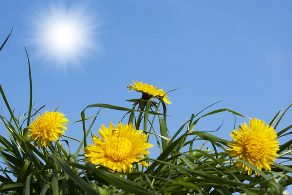 Spring yellow dandelions over green grass — Stock Photo, Image