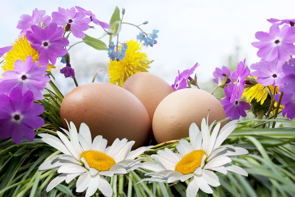 鸡蛋和白色甘菊 — 图库照片