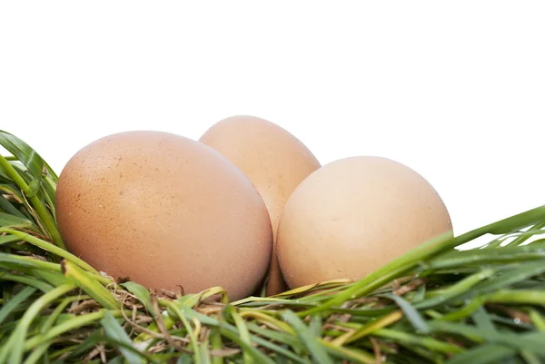 Яйцо на зеленой траве — стоковое фото