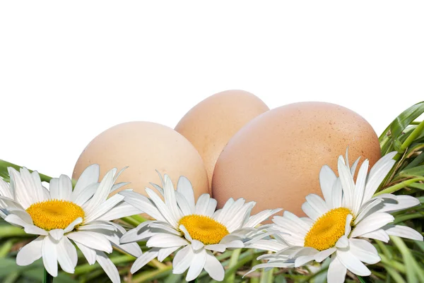 鸡蛋和白色甘菊 — 图库照片