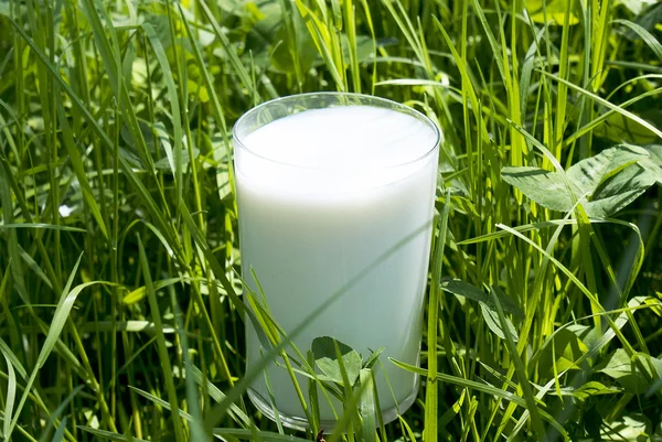 Verse melk — Stockfoto