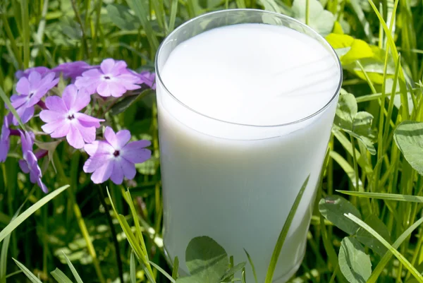 Friss tej fölött zöld fű háttér — Stock Fotó
