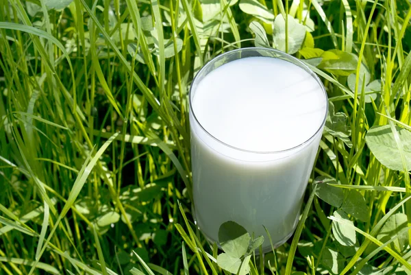 Fresh milk over green grass background — Stock Photo, Image