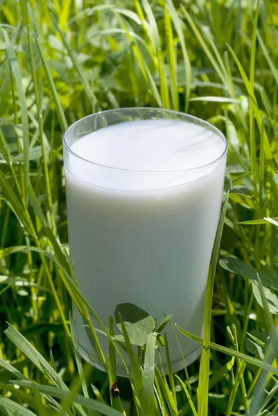 Frische Milch über grünem Gras Hintergrund — Stockfoto
