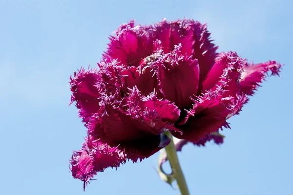 Rode tulpen beschermveren over blauwe hemelachtergrond — Stockfoto