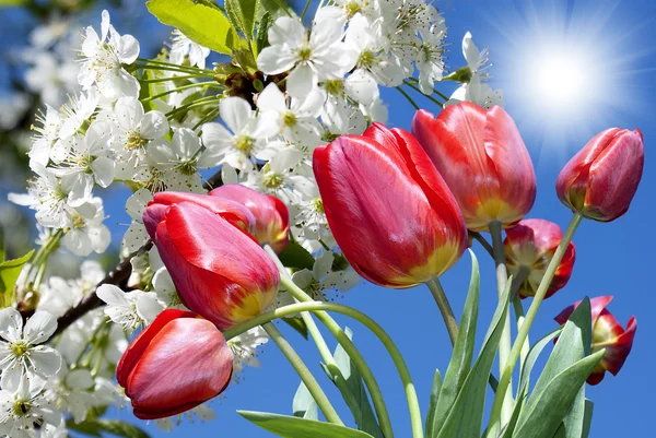 Spring nature background — Stock Photo, Image