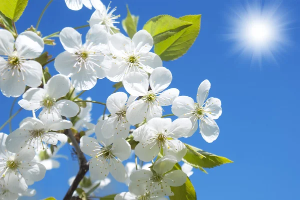 stock image Spring May landscape