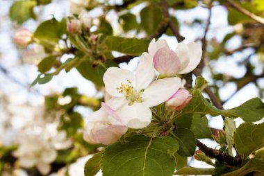 Lentebloemen van een appelboom