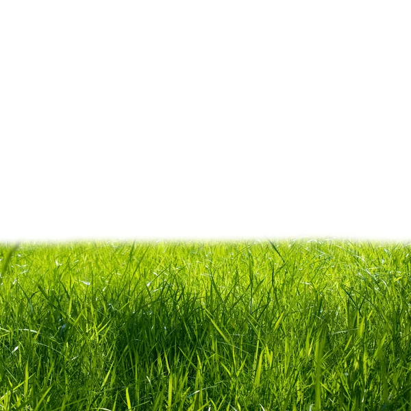 Sappige jonge groen gras — Stockfoto