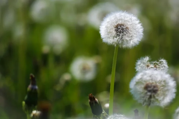 The blowballs on meadow — Stock Photo, Image