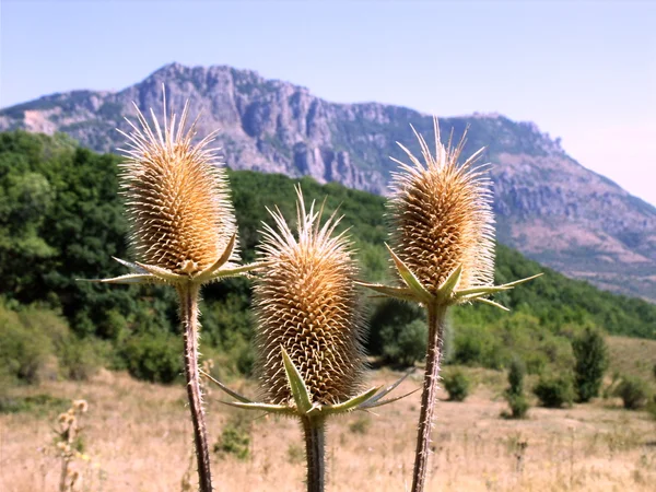 Prickly plant in the Crimean mountains — Stock Photo, Image