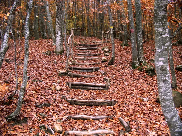 Stock image Footpath in wood.