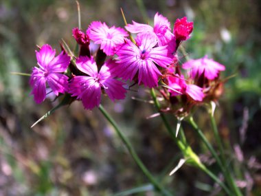 Wild carnations. clipart