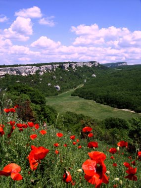 Poppies the Cave city. clipart