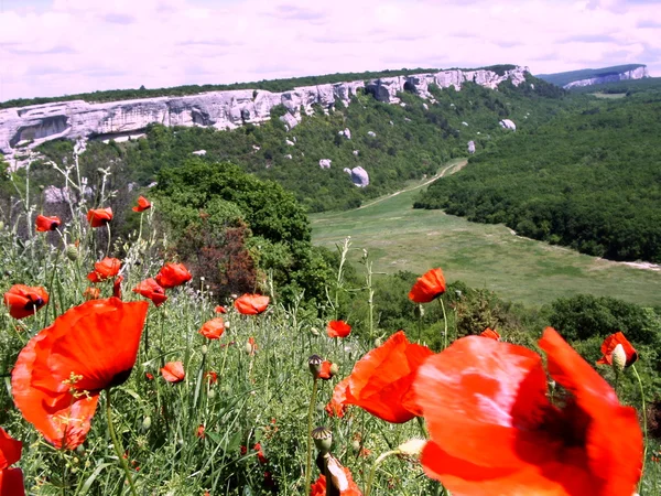 Poppies the Cave city. — Stock Photo, Image