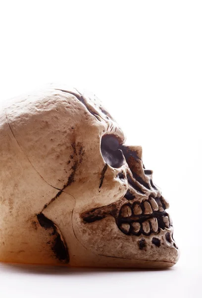 Insan kafatası profili — Stok fotoğraf