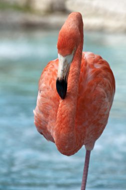 pembe flamingo.