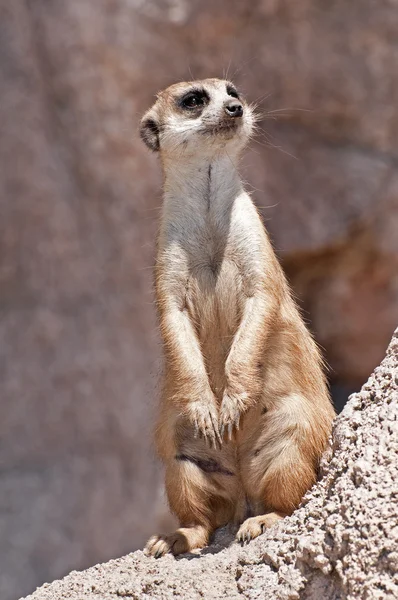 stock image Meerkat.