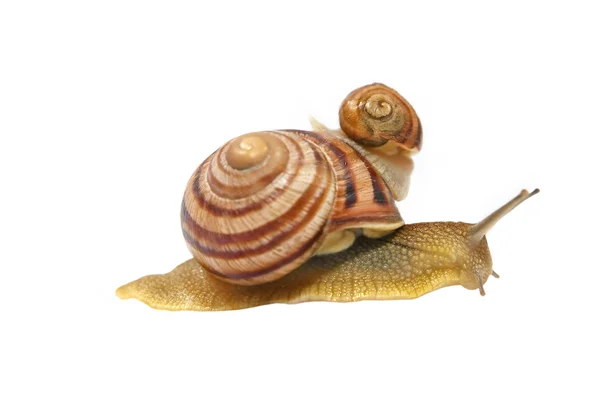 Twee snails.isolated. — Stockfoto