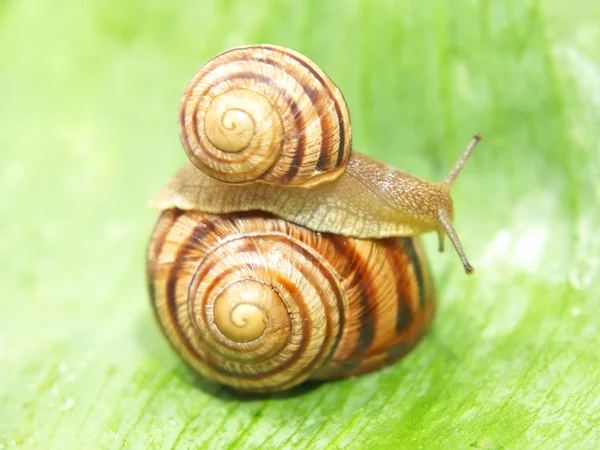 Two snails. — Stock Photo, Image