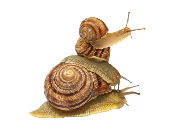 Three snails. — Stock Photo, Image