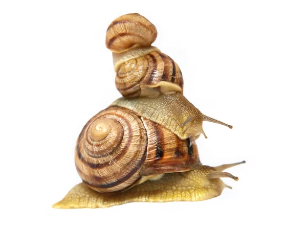 3 snails.isolated. — ストック写真