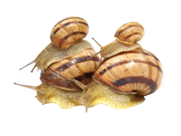 Four snails. — Stock Photo, Image