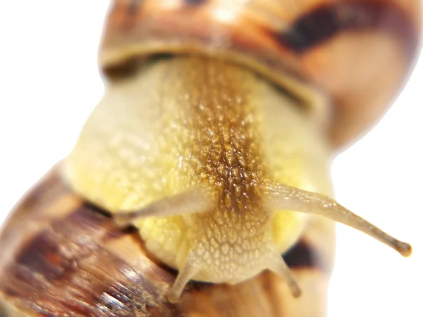 Snail. — Stock Photo, Image