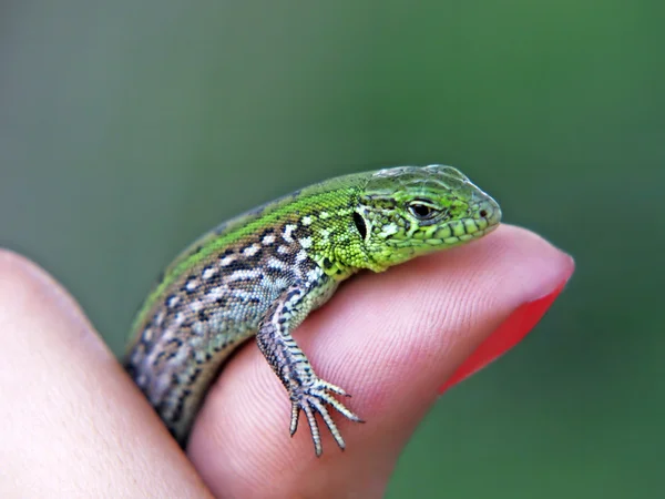 Pequeño lagarto verde en un dedo . — Foto de Stock