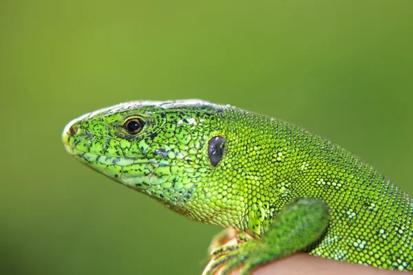 手中的绿色蜥蜴. — 图库照片