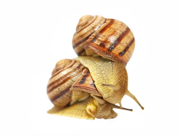 Two snails. — Stock Photo, Image
