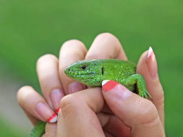 Pequeno lagarto verde . — Fotografia de Stock