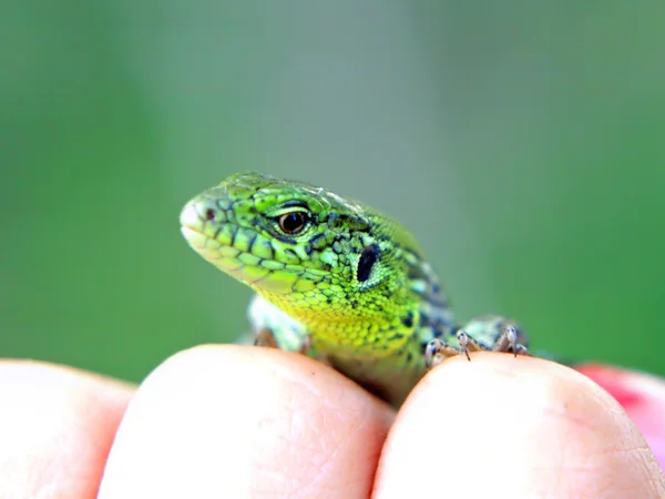 Kleine grüne Eidechse auf einem Finger . — Stockfoto