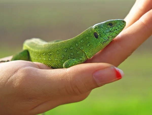 Zelená ještěrka na palm. — Stock fotografie