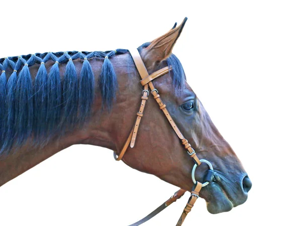 Cabeça de cavalo marrom . — Fotografia de Stock