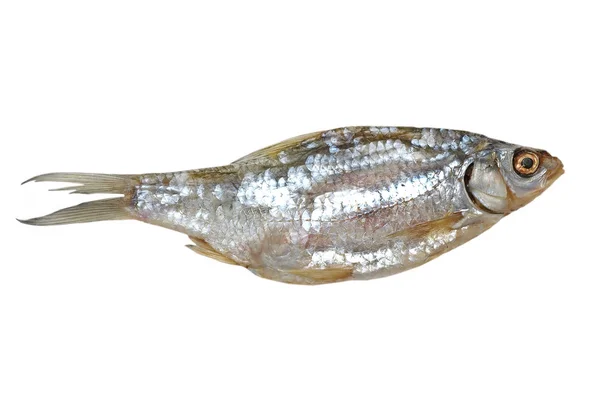 Sušené fish.isolated. — Stock fotografie