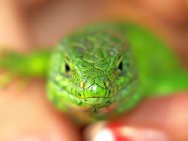 Zelená ještěrka v dlaně. — Stock fotografie