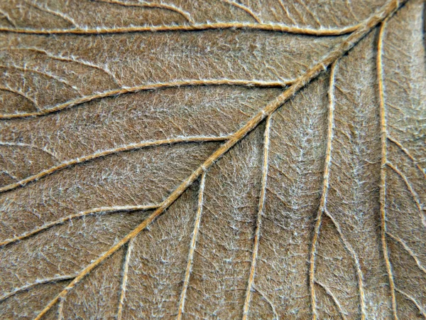Folha de outono textura abstrata . — Fotografia de Stock