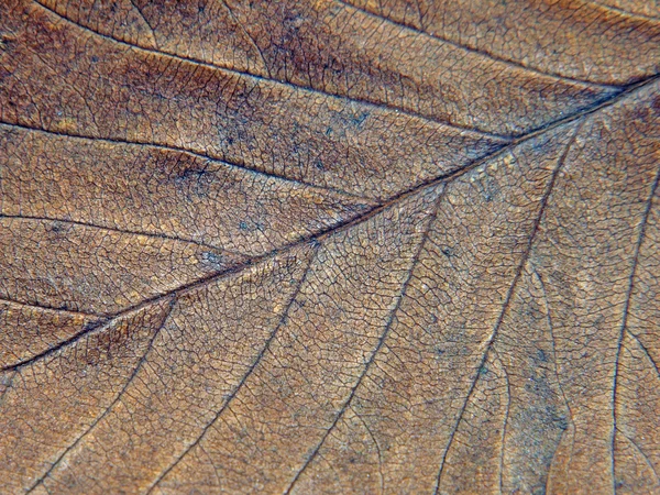 Bruine herfstblad textuur. — Stockfoto