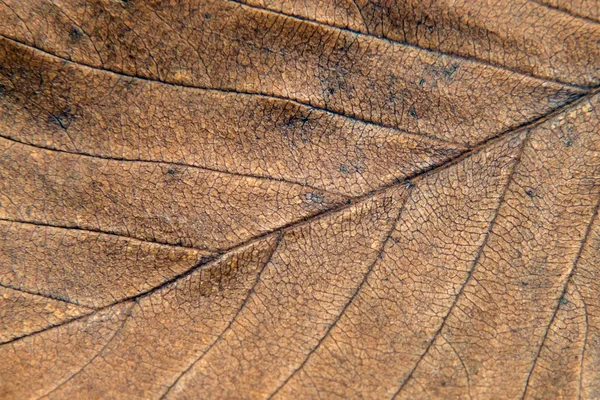 Texture des feuilles d'automne . — Photo