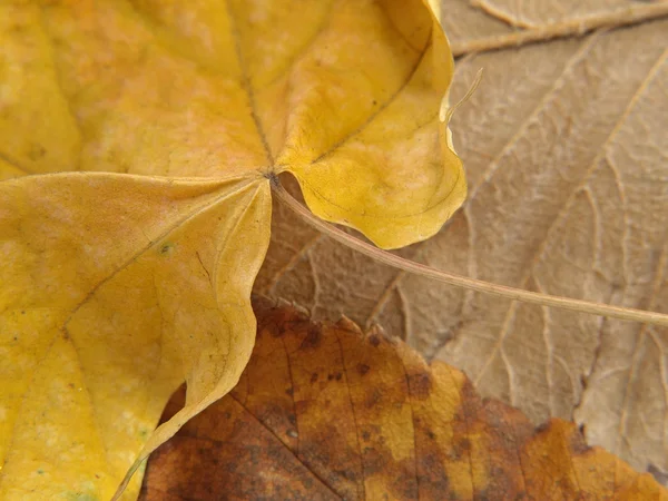 Hojas de otoño. — Foto de Stock